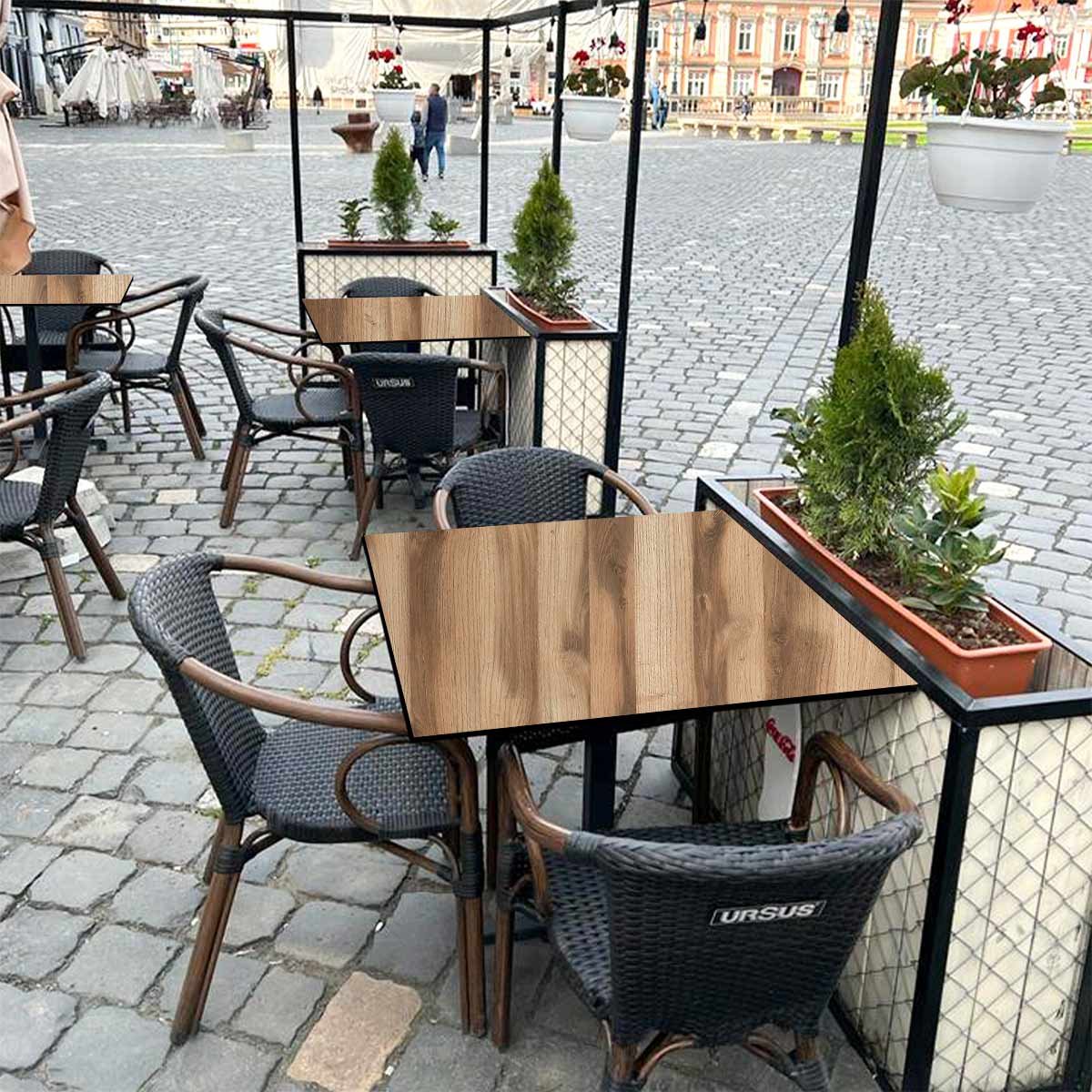 Scotia Oak - Image 4